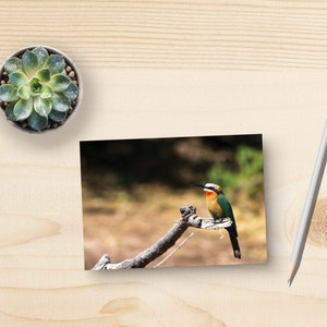 Afrikanischen Bienenfresser Postkarte, Vogelbeobachtung Briefpapier, afrikanische Safari Karte, World Traveler Briefpapier, Wanderlust Geschenk, Vogelliebhaber versandfertig