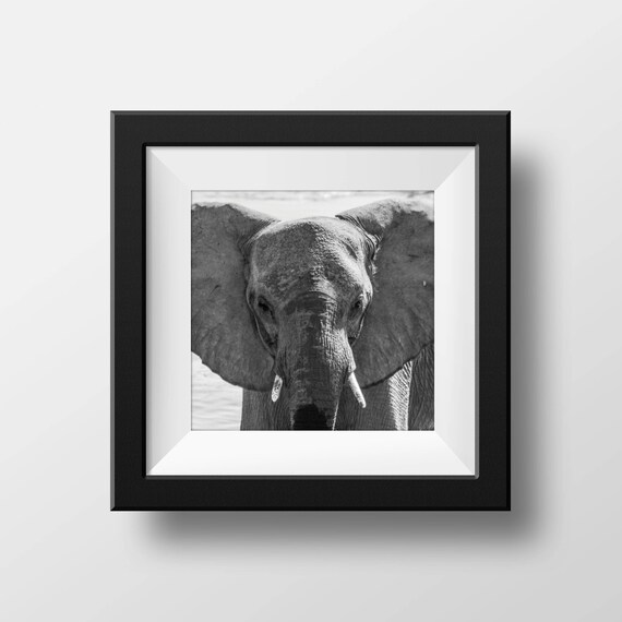 Baby Elephant Wall Art Black And White Africa Photography Etsy