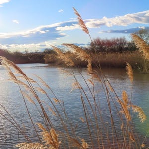Peut inclure: Un paysage serein avec un plan d'eau calme reflétant la lumière du soleil. De hautes herbes sèches se dressent au premier plan, avec un soleil brillant et un ciel bleu nuageux en arrière-plan. La scène évoque la tranquillité et la beauté naturelle.