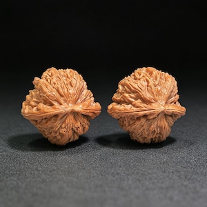 May include: Two light brown walnuts with deeply textured, wrinkled shells. Each nut features a prominent, sharp central ridge that divides the shell into two distinct halves, showcasing a complex, organic pattern of grooves and ridges.