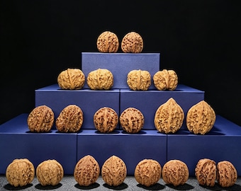 Wenwan Walnut Mystery Blind Box Vol. 5 | Collectible Hand Exerciser Pairs | Hidden Rare Crimson Shell Nanjiang Stone