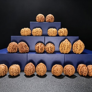 May include: A collection of light brown, textured walnuts arranged in a pyramid formation on top of several stacked dark blue rectangular boxes. The walnuts are displayed in pairs and small groups, showcasing their intricate, deeply grooved shells.