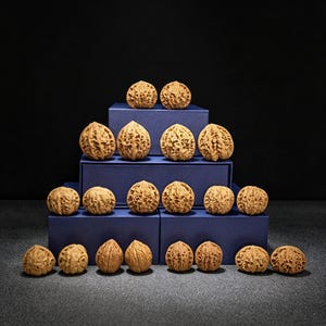 May include: A collection of twenty brown walnuts with deeply textured, ridged shells arranged in a pyramid formation on top of three stacked dark blue rectangular boxes. The walnuts are displayed in rows, showcasing their natural, intricate patterns.