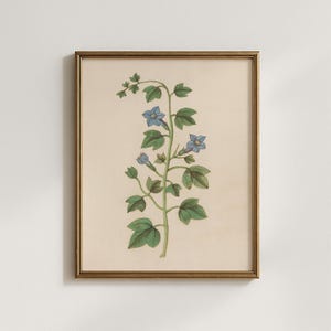 Vintage Bluebell Bindweed Watercolor, 16th-17th Century Botanical Floral Unframed