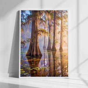 Op de afbeelding: Een verticale wandkunstprint met een moeraslandschap met hoge cipressen gedrapeerd in Spaans mos. De bomen rijzen op uit kalm, reflecterend water, verlicht door warm, goudkleurig zonlicht dat door het mistige, dichte bladerdak van het bos filtert.