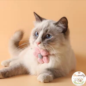 May include: A fluffy, white and grey cat with striking blue eyes, wearing a pink flower collar. The cat is lying down on a light orange background. The image includes the text "Pawsnality Studio" and a logo.