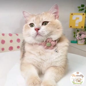 A close up front view of a short-haired cream tabby cat sitting up, wearing the pink knit collar with the pink center flower and small bell
