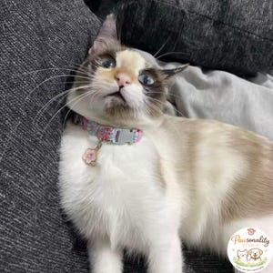 A cat with blue eyes wearing the pink and blue floral collar with a flower charm and a gold bell. The collar is pink and blue with a gray buckle.