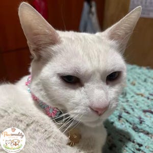 A white cat wearing a pink and blue floral collar with a gold-colored bell and pink flower charm. Floral collar against the cat's white fur