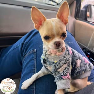 A light brown Chihuahua dog wearing the pink flower collar.
