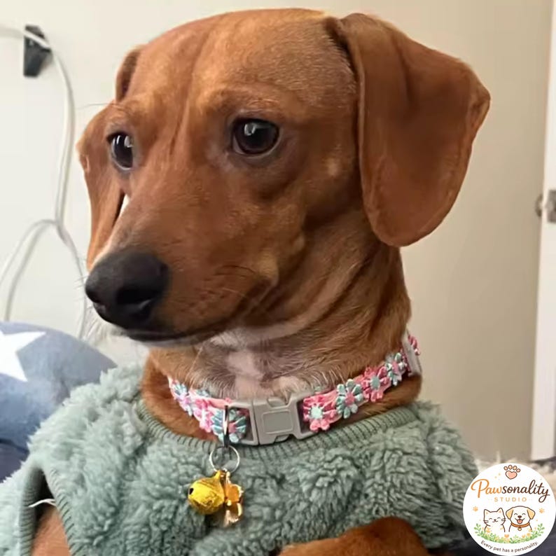 A brown dachshund wearing a floral collar with pink and blue flowers, a gray breakaway buckle, and a gold bell with a pink flower charm. The dog is also wearing a green fuzzy sweater.