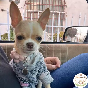 A front-facing photo of the same small brown Chihuahua puppy in a cat, wearing the pink flower pet collar