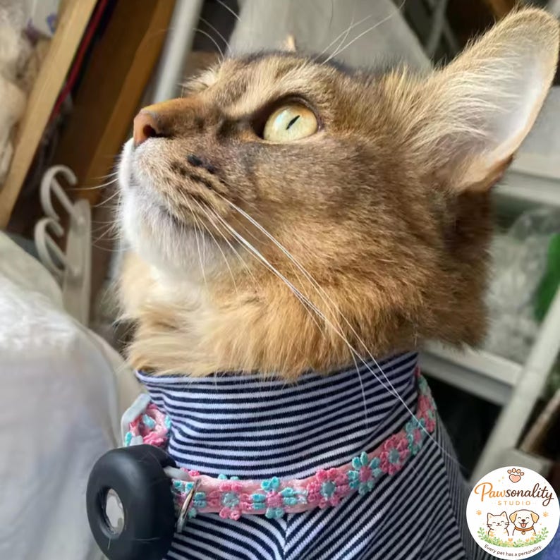 A brown ginger cat wearing wearing the floral collar with blue and pink flowers.