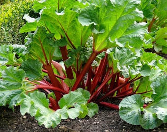 5 Victoria Rhubarb Roots for Planting, Red Rhubarb Crowns 3–5 Inch Tall, Perennial Vegetable Plants for Outdoor Garden Beds or Containers