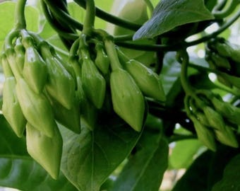 12 White Loroco Seeds for Planting, Fernaldia Pandurata Seed, Climbing Flowes Vine