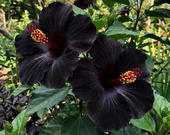 7 Live Black Hibiscus Cuttings for Planting, Fresh Starter Cuttings for Indoor or Outdoor Garden, Exotic Flowering Plant for Home