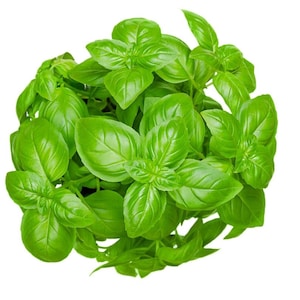 May include: Overhead shot of a vibrant green basil plant. The leaves are large, oval-shaped, and have a glossy texture. The plant is densely packed, with many leaves overlapping each other. The background is plain white, highlighting the fresh, bright green color of the basil.