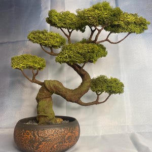 Könnte beinhalten: Ein Miniatur-Bonsai-Baum mit einem strukturierten, moosbedeckten Stamm und Ästen, gekrönt von leuchtend grünem Laub. Der Baum steht in einem dekorativen, dunkelbraunen Keramiktopf mit einem geprägten Drachendesign. Der Topf hat einen Durchmesser von etwa 15 cm.