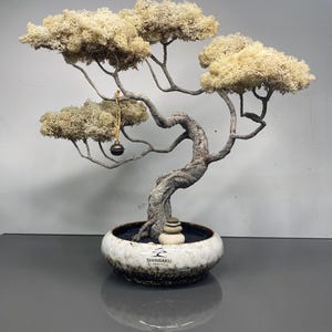 Può includere: Un bonsai con un tronco e rami grigi strutturati, sormontato da un fogliame beige chiaro. L'albero è piantato in un vaso di ceramica bianco e marrone macchiato. Una piccola campana è appesa a un ramo. Il vaso ha il testo "SHINRAKU".
