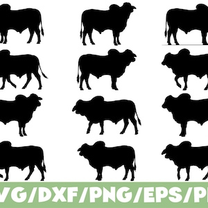 Puede incluir: Una colección de doce siluetas negras de ganado Brahman en varias posturas de pie y caminando, dispuestas en una cuadrícula. La parte inferior de la imagen presenta el texto blanco SVG/DXF/PNG/EPS/PDF sobre una barra horizontal verde claro.