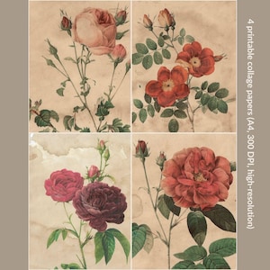 Op de afbeelding: Vier afdrukbare collagevellen met vintage botanische illustraties van rozen in roze, rode en bordeaux tinten. De vellen hebben een sepia-getinte achtergrond en de tekst "4 printable collage papers (A4, 300 DPI, high-resolution)".