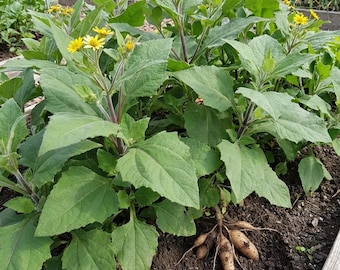 Set 2 Yacon Root Plants Ground Apple Stater Smallanthus Sonchifolius Pear of the Earth Plant 4-6"Tall