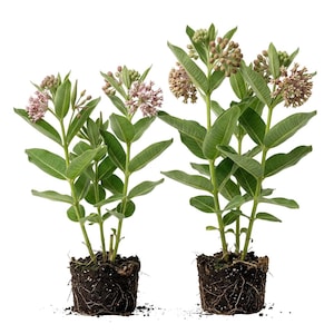 May include: Two potted milkweed plants with green leaves and clusters of small, pink and tan flowers. The plants are in dark soil, with visible roots. The background is plain white.