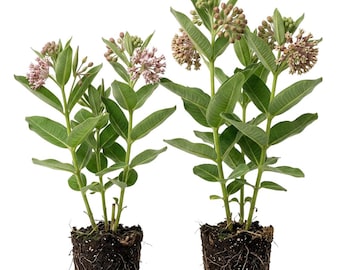Set 2 Broadleaf Milkweed Plants Live Common Milkweed Plant for Monarch Butterflies Asclepias Syriaca Plants 4-6"Tall