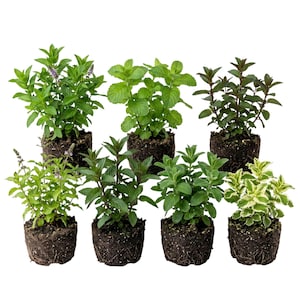 May include: An assortment of potted mint plants, showcasing various types. The plants display vibrant green foliage, with some varieties exhibiting darker hues and variegated leaves. Each plant is rooted in soil, ready for planting.
