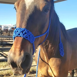 May include: A brown horse with a white star on its forehead wearing a bright blue macrame halter. The halter features an intricate woven knot pattern across the noseband and a matching blue lead rope with a decorative braided end detail.