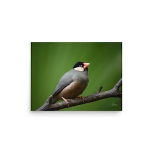 Java Sparrow Bird Photography - Elegant Wildlife Wall Art - Tropical Songbird Nature Print - Minimalist Grey and Green Decor