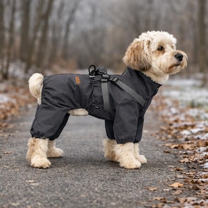 May include: A small, fluffy dog wearing a dark gray dog jumpsuit with a harness. The jumpsuit covers the dog's legs and torso, with a high collar and a harness attached to the back. The dog is standing on a paved path with fallen leaves.
