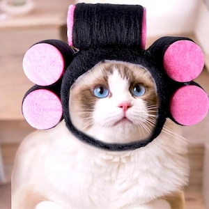 Rolig katthårrullehatt, husdjurskostymfotorekvisita