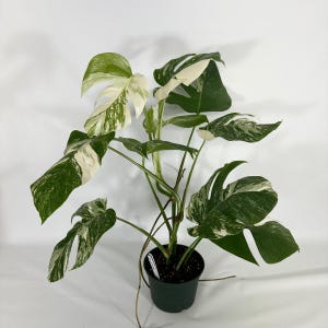 Rare Monstera Albo Variegata Live Plant, High Variegation Borsigiana | US SELLER
