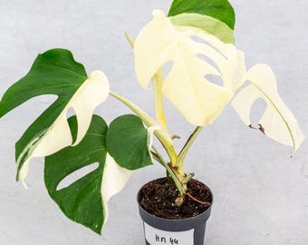 Monstera Albo Variegada Planta Viva con Maceta | Envío en 15–20 Días