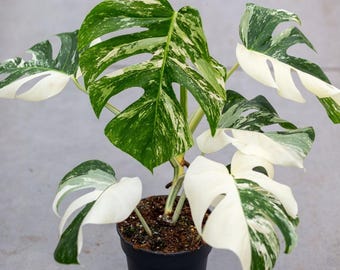 Monstera Albo Variegada Planta Viva con Maceta