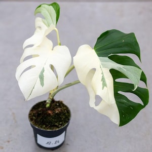Monstera Albo Half Moon Variegata, pianta viva / Rara Borsigiana ad alta variegatura / Venditore statunitense