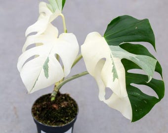 Monstera Albo Variegada Planta Viva con Maceta | Envío en 15–20 Días
