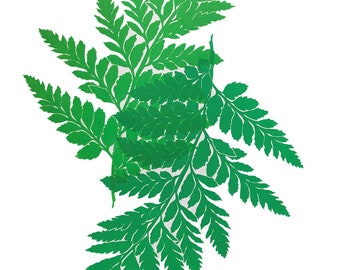 Double Fern Leaf