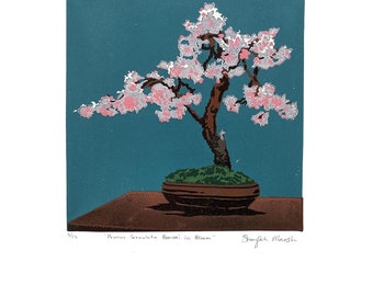 Prunus Serrulata Bonsai in Bloom