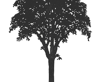 American Elm Tree Linocut