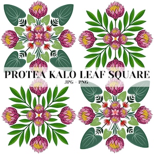 Puede incluir: Un gráfico digital que presenta cuatro patrones cuadrados de flores de protea rosas y hojas verdes. El texto PROTEA KALO LEAF SQUARE JPG - PNG está centrado en el medio. Los diseños muestran arreglos florales simétricos con pétalos.