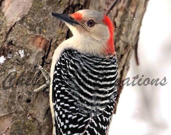 Red-Bellied Woodpecker Digital Download, Bird Photography, Nature Photography, Bird Wall Art, Digital Image, Woodpecker Photograph