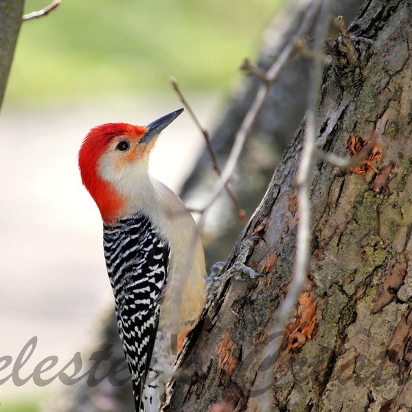 Red-Bellied Woodpecker Digital Download, Bird Photography, Nature Photography, Bird Wall Art, Digital Image, Woodpecker Photograph