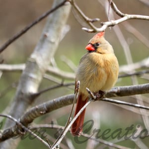 Female Cardinal Bird Photo: Nature Wall Art (Digital Download)