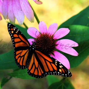 Monarch Butterfly Digital Download, Butterfly Photography, Nature Photography, Butterfly Wall Art, Digital Image, Monarch on Coneflower
