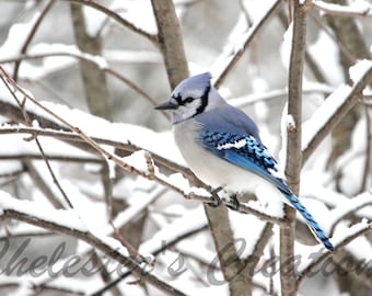 Winter Blue Jay Digital Download, Bird Photography, Nature Photography, Bird Wall Art, Digital Image, Blue Jay Photo, Blue Jay Picture