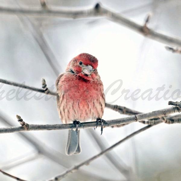 House Finch Digital Download, Bird Photography, Nature Photography, Bird Wall Art, Digital Image, Finch Photo, Finch Picture