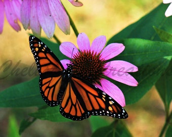 Monarch Butterfly Digital Download, Butterfly Photography, Nature Photography, Butterfly Wall Art, Digital Image, Monarch on Coneflower