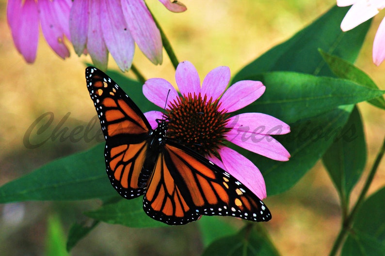 Monarch Butterfly Digital Download, Butterfly Photography, Nature Photography, Butterfly Wall Art, Digital Image, Monarch on Coneflower image 1